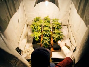 Système de culture de cannabis en intérieur