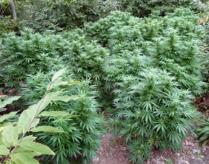 Culture en extérieur de cannabis marijuana chanvre indien bio en Bretagne