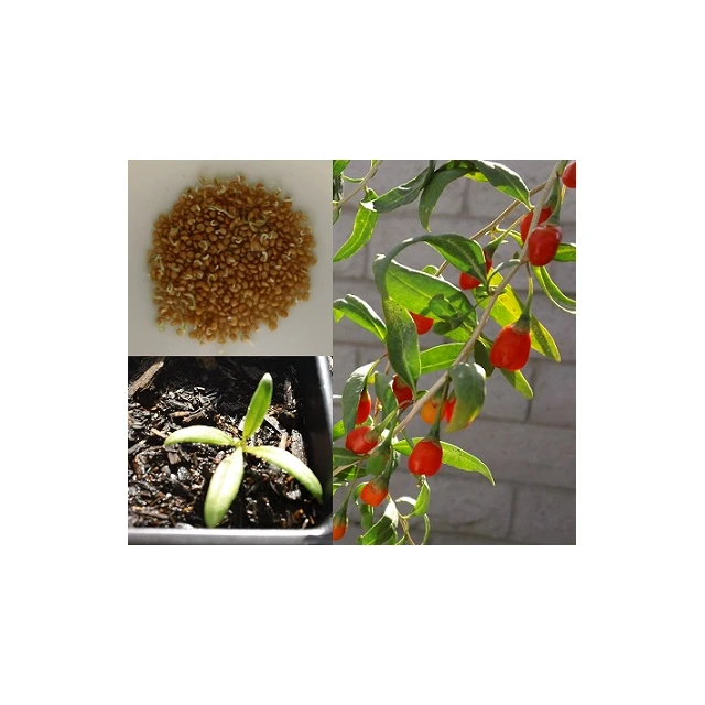 Graines de Goji pour semis