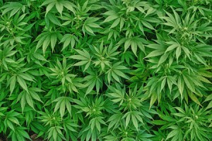 Plants de cannabis biologiques