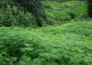 Plantes de cannabis, chanvre indien en extérieur