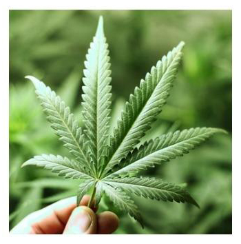 Cannabis bio thérapeutique
