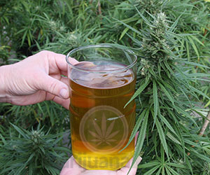 L'huile de cannabis bio