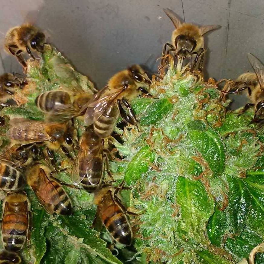 les abeilles récupèrent le pollen des plants de cannabis bio