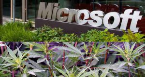 Microsoft investit dans le cannabis